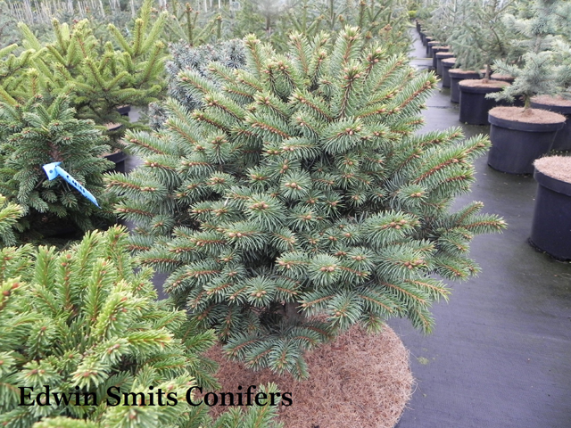 Picea pungens 'Roundabout'